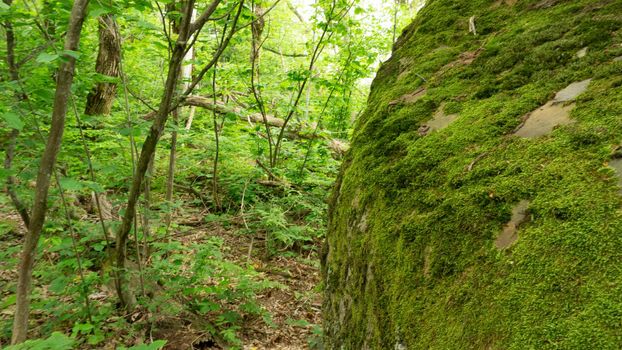 Moss-covered cobblestone in the green forest. Sochi, Lazarevskoe, Berendeevo Tsarstvo, Russia