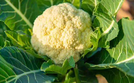 Cauliflower grows in the vegetable garden. Selective focus. Food.