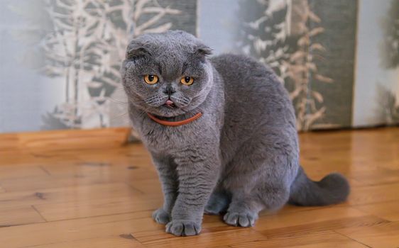 Large gray fold cat at home. Selective focus. Animal.