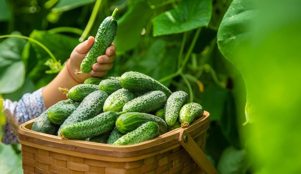 The child is harvesting cucumbers. Selective focus. Food.