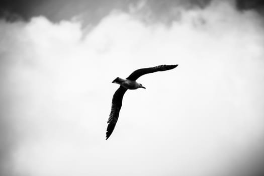 the flight of a seagull among the clouds in the sky above the Porquerolles Islands