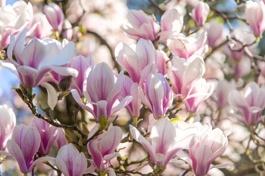 Beautiful blooming magnolias in spring. Selective focus. Nature.