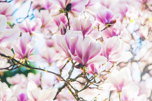 Beautiful blooming magnolias in spring. Selective focus. Nature.