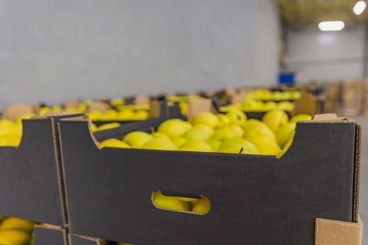 yellow apples packed in cardboard boxes close-up