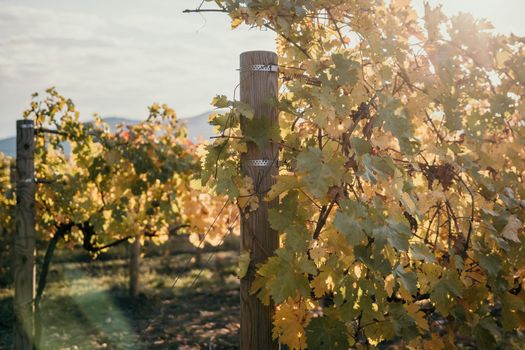 Beautiful clusters of ripening grapes in the sun. Grape plantation in the sunset light. Beautiful vine with grapes. Wine Making concept. Grape business.