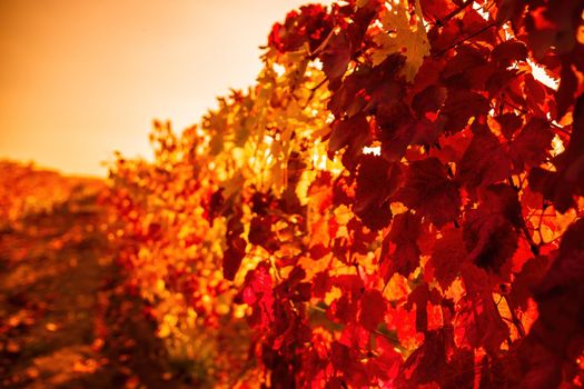 Beautiful clusters of ripening grapes in the sun. Grape plantation in the sunset light. Beautiful vine with grapes. Wine Making concept. Grape business.