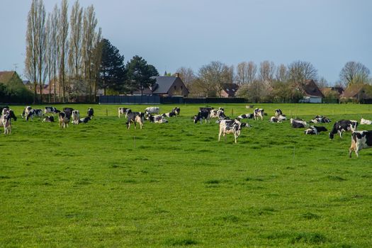 Cows graze in the pasture. Selective focus. Nature.