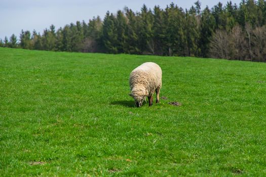 Sheep graze in the pasture. Selective focus. nature.