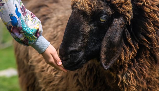 The child feeds the sheep. Selective focus. animal.