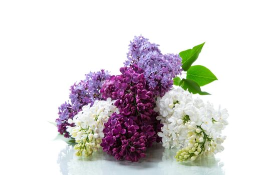 Bouquet of beautiful spring lilacs of different colors isolated on white background