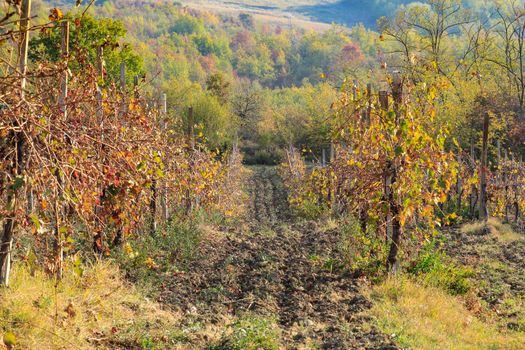 The landscape of the hills of the Oltrepo Pavese, you can see the hills where it is produced the wine of high quality Italian