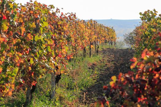 The landscape of the hills of the Oltrepo Pavese, you can see the hills where it is produced the wine of high quality Italian