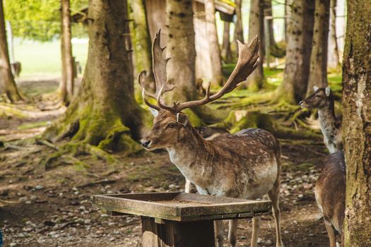 Deer in the forest in summer. Selective focus. animal.
