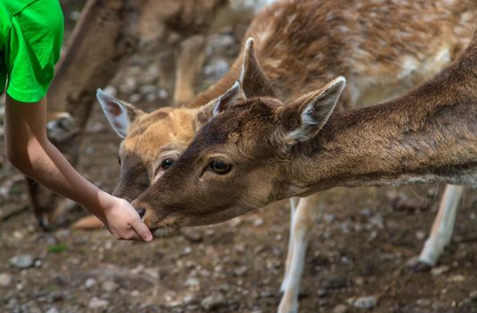 A child feeds a deer in the forest. Selective focus. Nature.