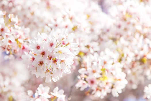 Beautiful flowering trees in spring. Selective focus. Nature.