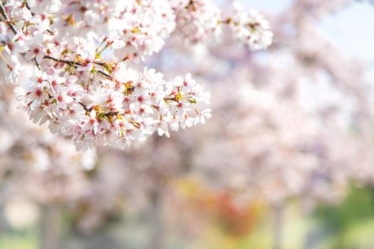 Beautiful flowering trees in spring. Selective focus. Nature.