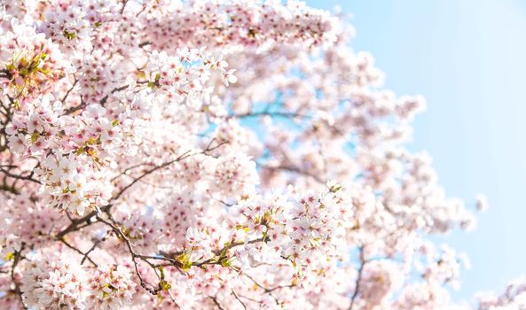 Beautiful flowering trees in spring. Selective focus. Nature.