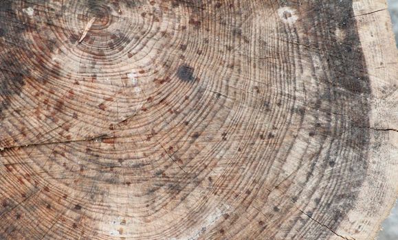 The veining of a tree cut in half