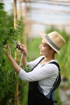 Female smart farmer inspecting cannabis plants in greenhouse. Alternative herbal medicine, health, hemp industry concept.