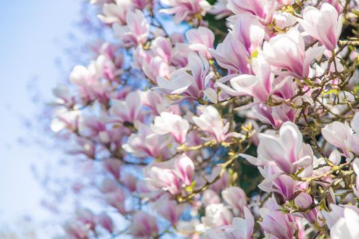 Beautiful blooming magnolias in spring. Selective focus. Nature.
