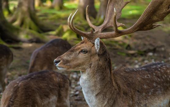 Deer in the forest in summer. Selective focus. animal.