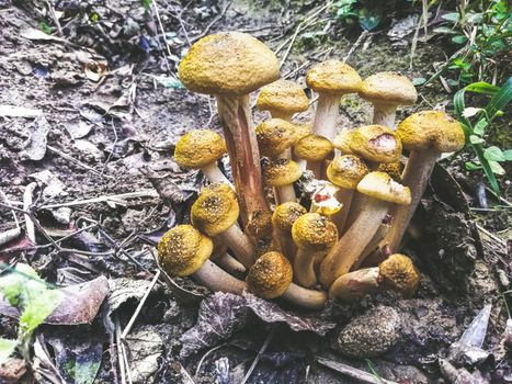 yellow poisonous mushrooms found in The Liguria forest