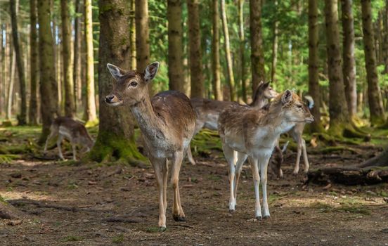 Deer in the forest in summer. Selective focus. animal.