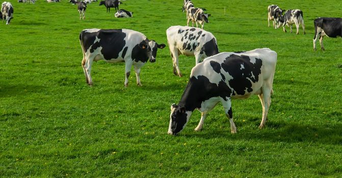 Cows graze in the pasture. Selective focus. Nature.