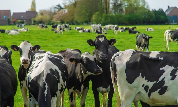 Cows graze in the pasture. Selective focus. Nature.