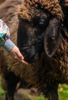 The child feeds the sheep. Selective focus. animal.