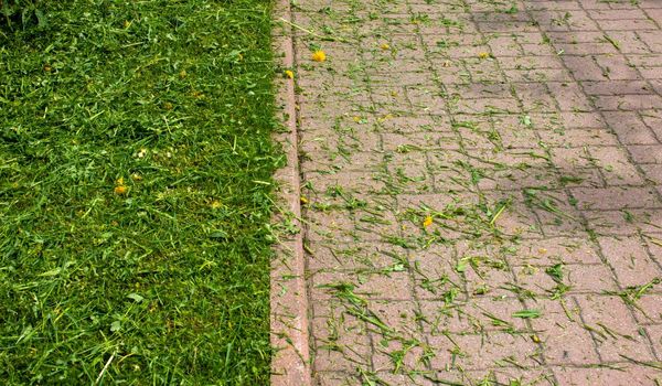 Mown fresh grass on the lawn and sidewalk.