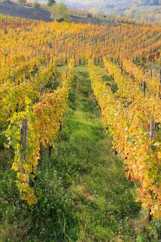 The landscape of the hills of the Oltrepo Pavese, you can see the hills where it is produced the wine of high quality Italian