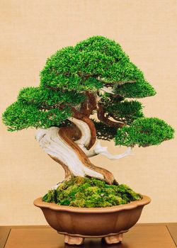 Elegant Japanese bonsai placed on an antique yellow fabric background