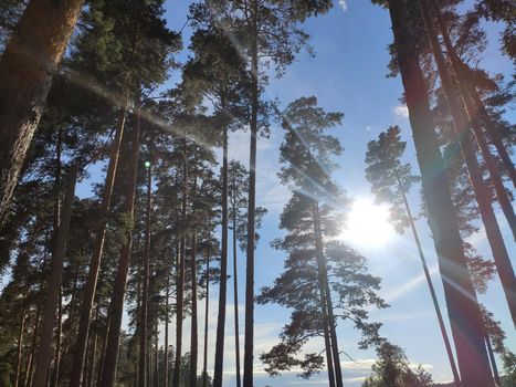 Pine forest nature background blue sky