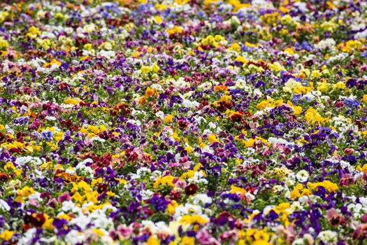 Summer background with many colorful flowers of a beautiful garden of Budapest.