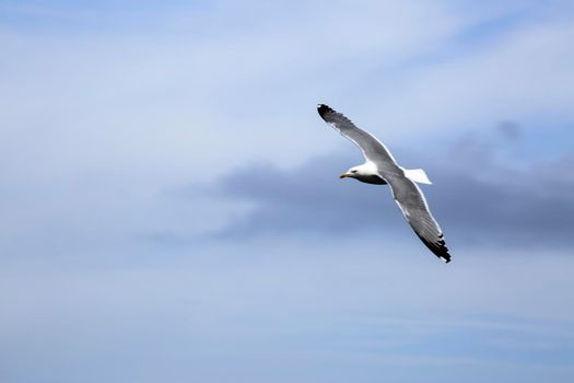 the flight of a seagull among the clouds in the sky above the Porquerolles Islands