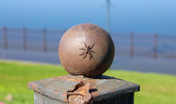A small spider sits on an iron ball of an iron fence against the blue background of the river.Springtime