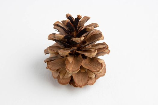dry open pine cone isolated on a white background