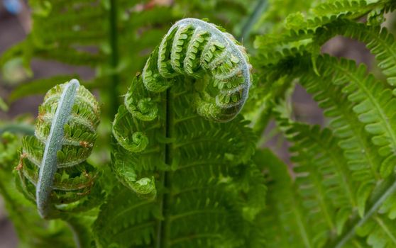 Fern Spiral of Matteuccia is a genus of ferns with one species: Matteuccia struthiopteris common names ostrich fern, fiddlehead fern, or shuttlecock fern .