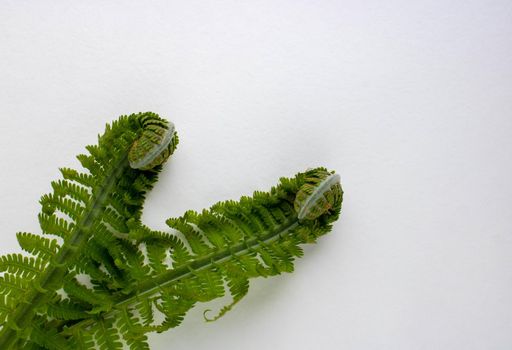 Shuttlecock-fern.Matteuccia spiral fern is a genus of ferns with one species: Matteuccia struthiopteris common names ostrich fern, fiddle fern