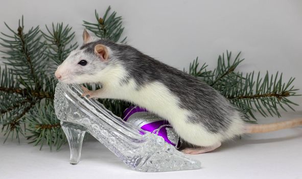 Silver rat on white background sitting in a crystal shoe with Christmas tree branches. The Symbol of 2020 is the rat.