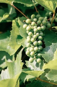 White grapes hanging on a bush in a sunny beautiful day