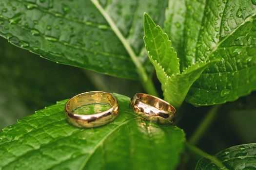 wedding rings over a green leaf and drops of water, macro photography