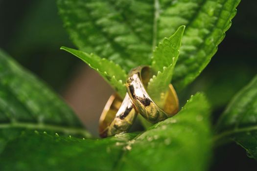 wedding rings over a green leaf and drops of water, macro photography