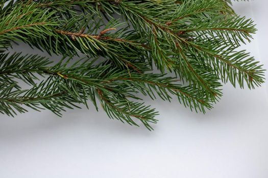 Spruce branch isolated on white background. Green fir. Christmas tree.