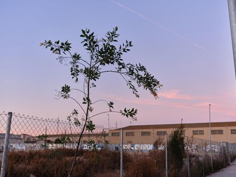 Small tree growing next to a wasteland with graffiti on the walls during sunset