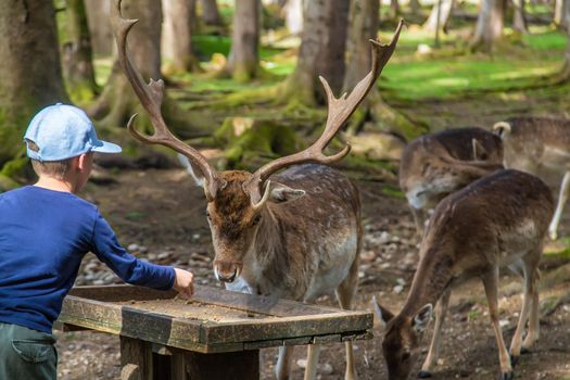 A child feeds a deer in the forest. Selective focus. Nature.