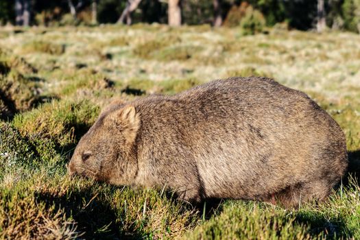 Wild wombat eating grass in Cradle mountain national park, Tasmania, Australia.