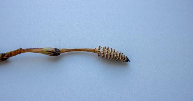 Horsetail field lies on a white background.The strobile of Equisetum plants, he is also a horsetail, marestail, snake grass, mysterious grass