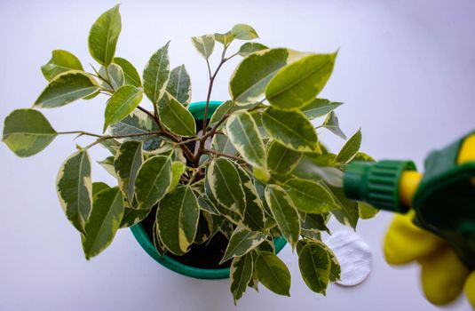 Ficus in a pot and a hand with a spray sprays the flower. indoor flower. House plant.